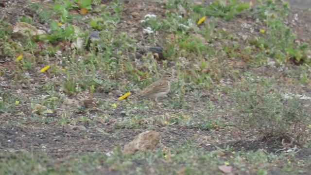 Mediterranean Short-toed Lark - ML300519681