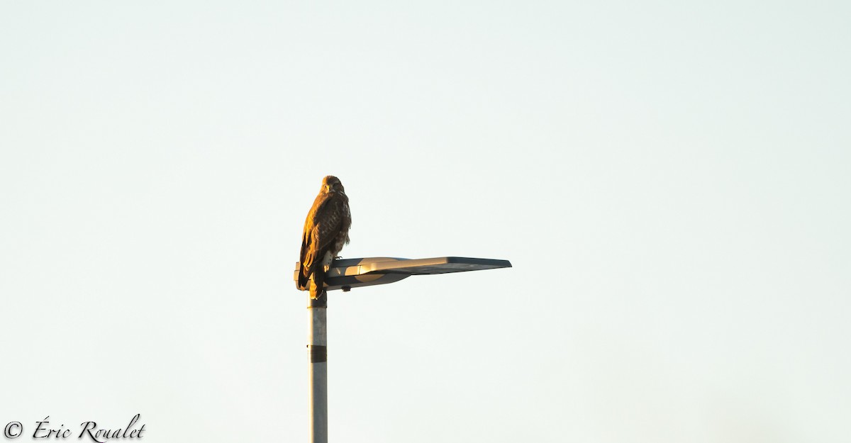 Common Buzzard (Western) - ML300519751