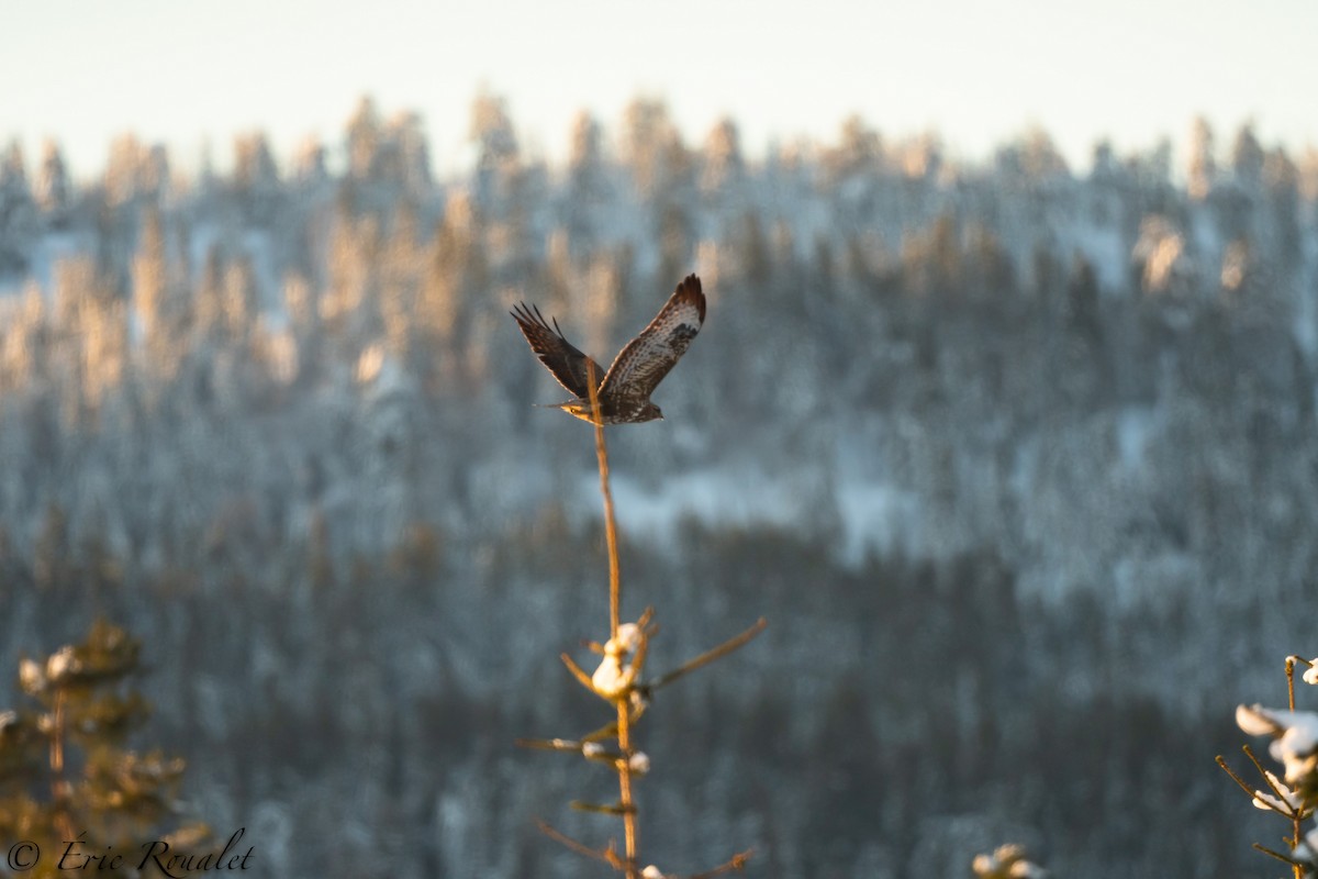 Common Buzzard (Western) - ML300519781