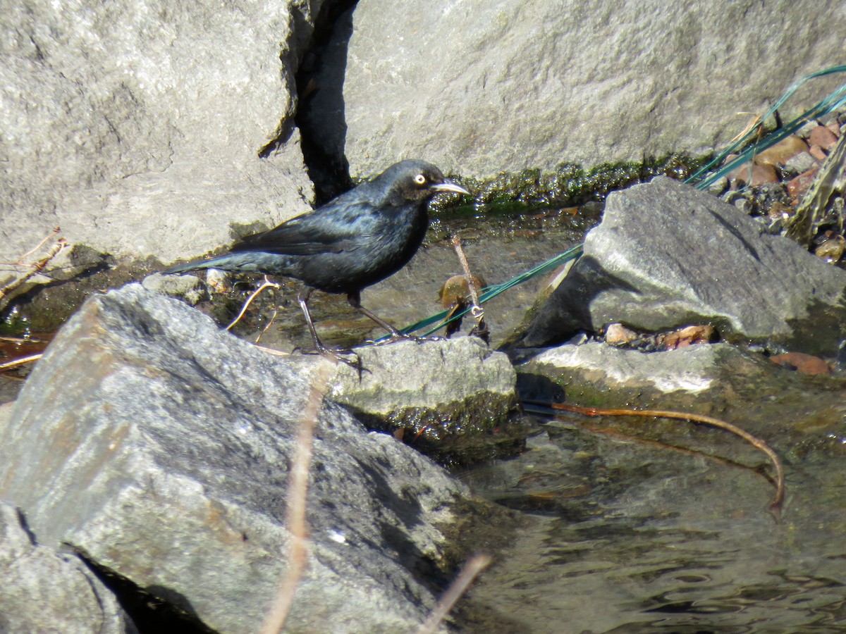 Rusty Blackbird - ML300520051