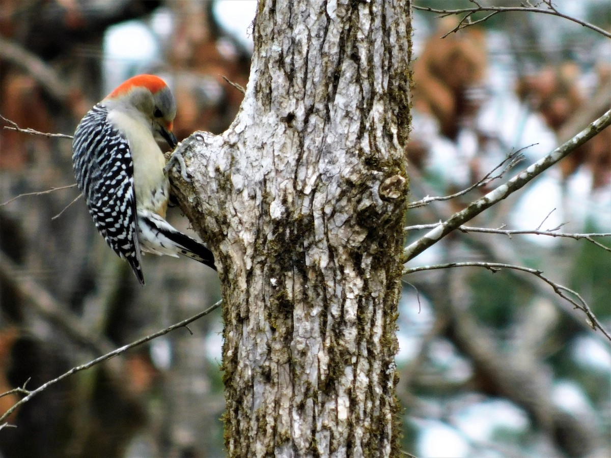 Red-bellied Woodpecker - ML300520981