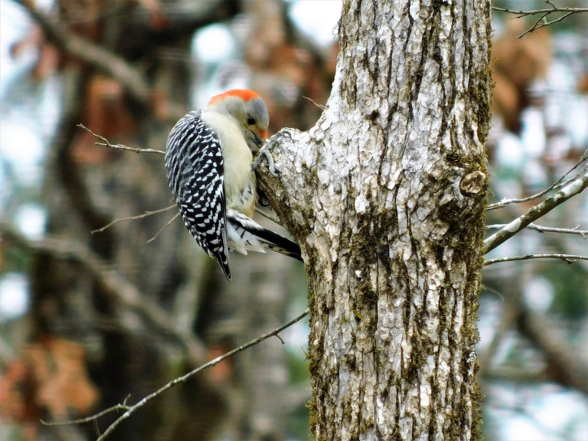 Red-bellied Woodpecker - ML300520991