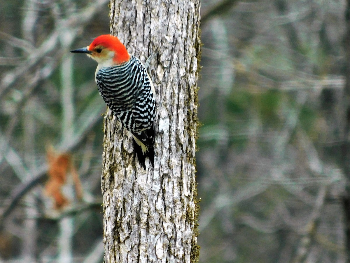 Red-bellied Woodpecker - ML300521011