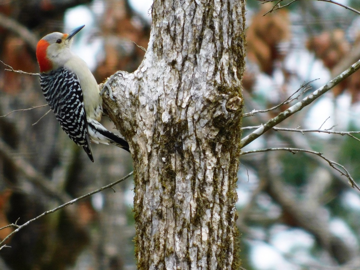 Red-bellied Woodpecker - ML300521151