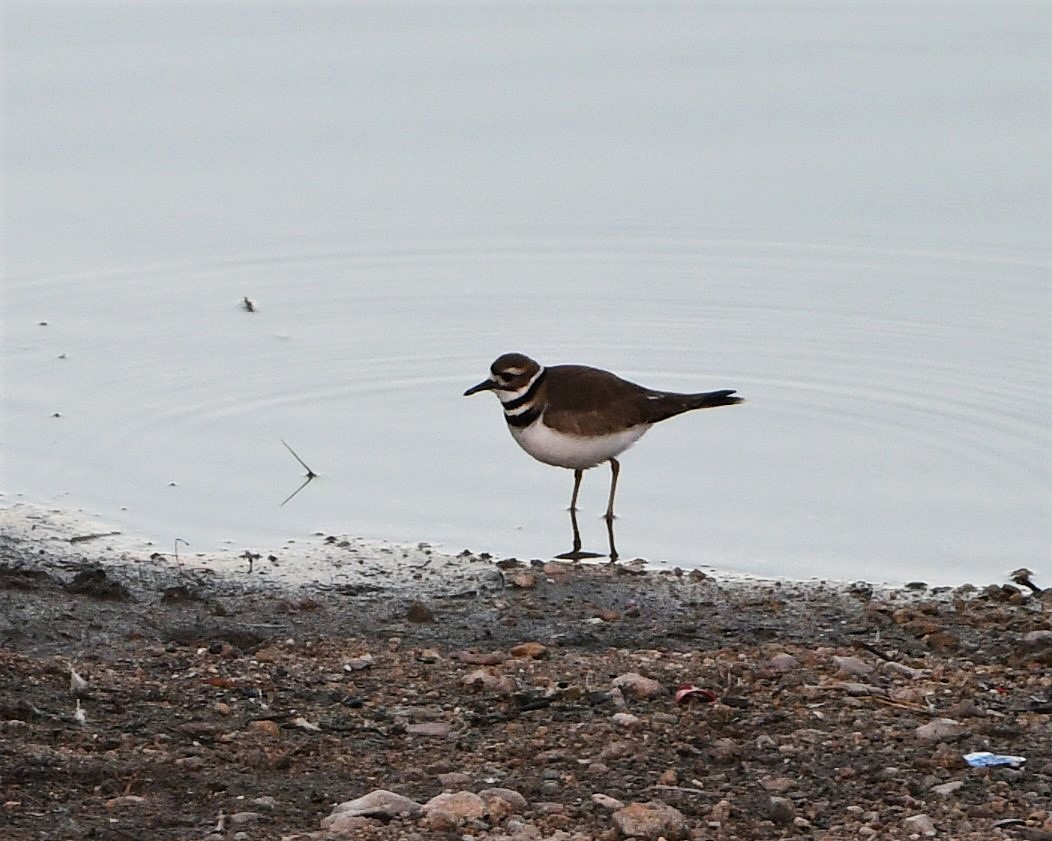 Killdeer - ML300521461