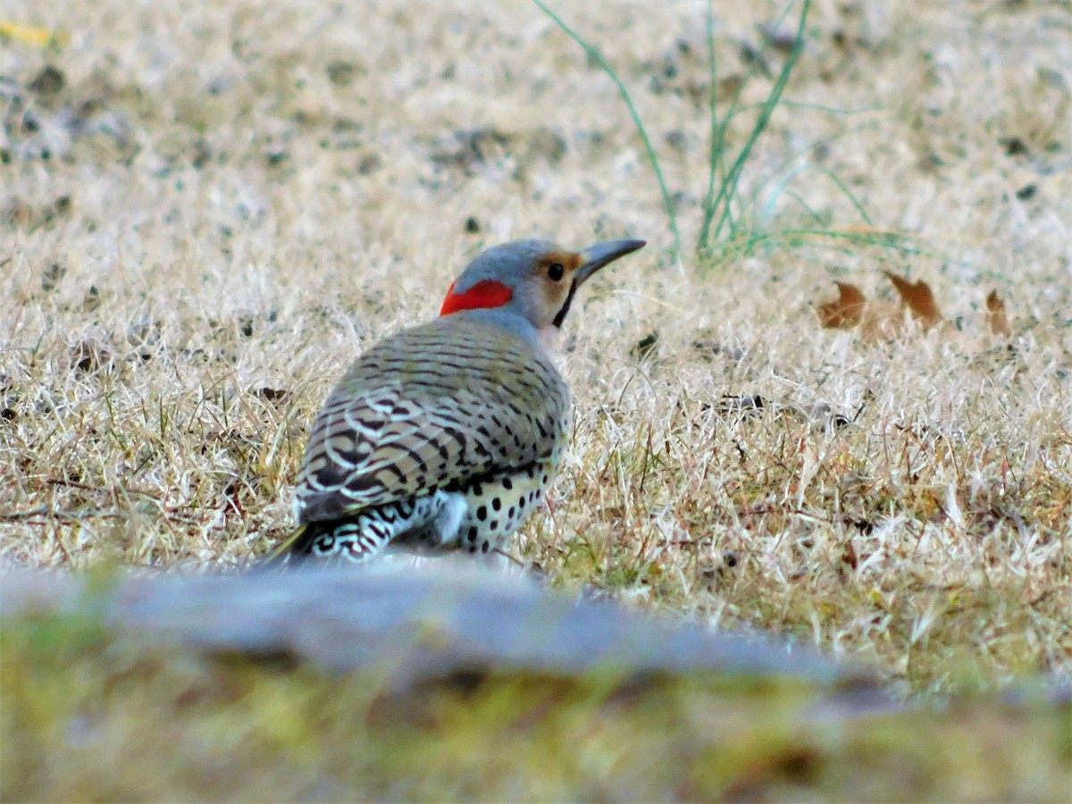 Carpintero Escapulario - ML300522611