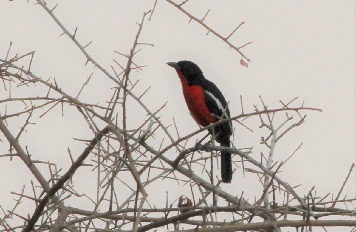 Crimson-breasted Gonolek - ML300523351