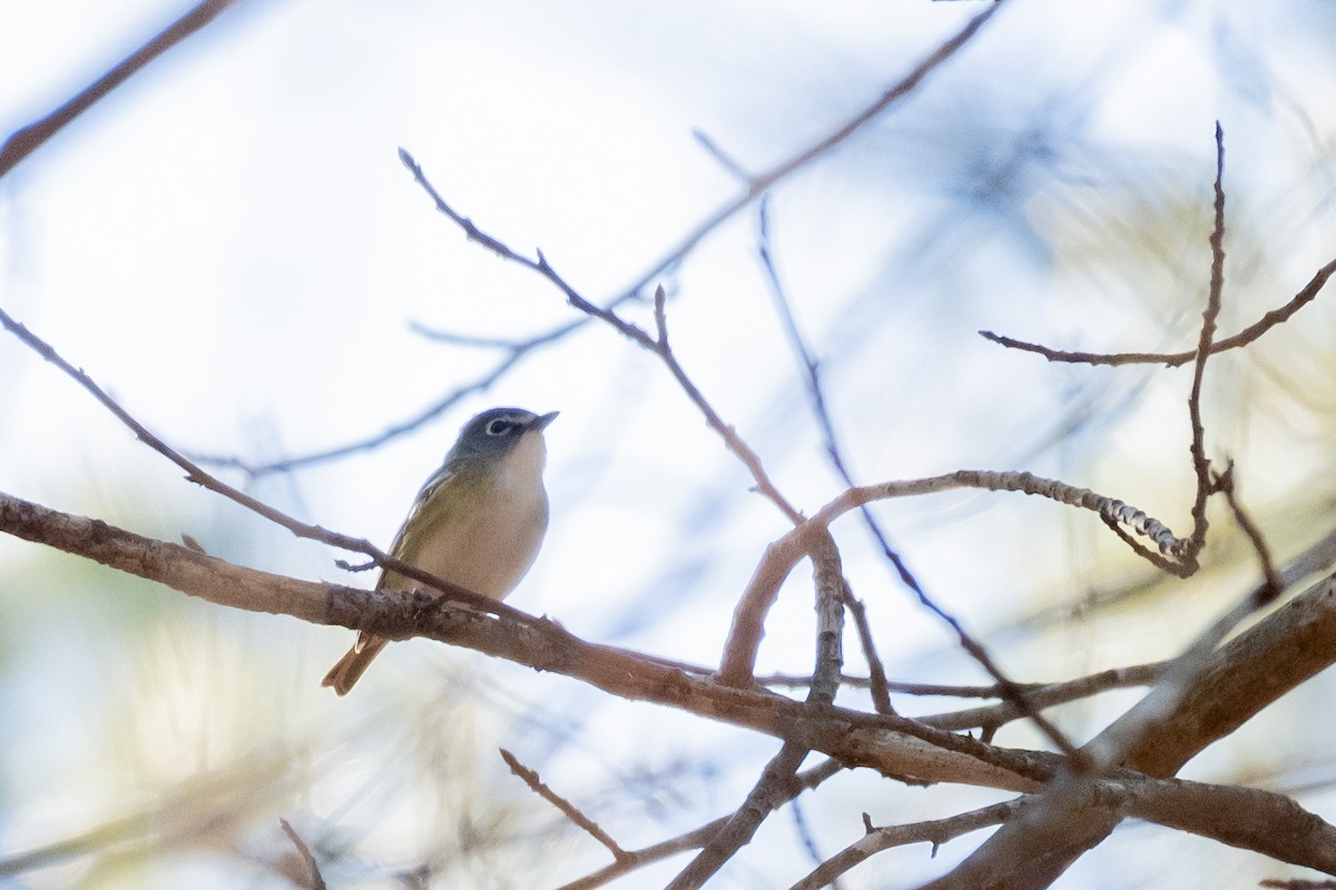 Blue-headed Vireo - ML300524431