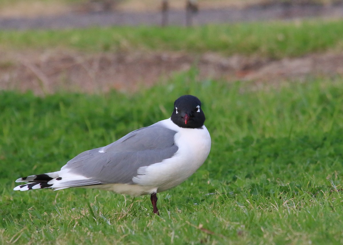 Franklin's Gull - ML30052471