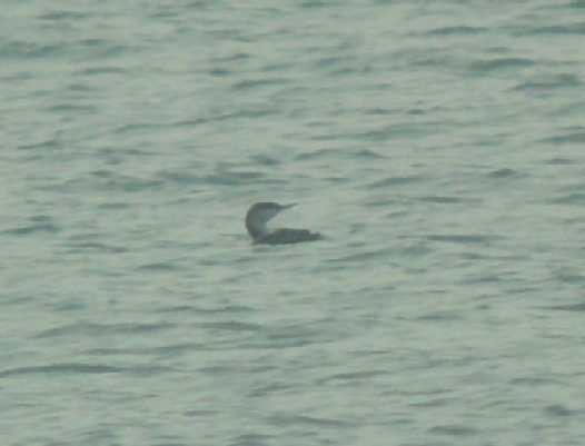 Red-throated Loon - Georg Schreier Birdwatching Algarve