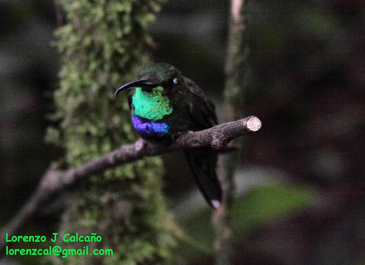 Violet-chested Hummingbird - ML300527081