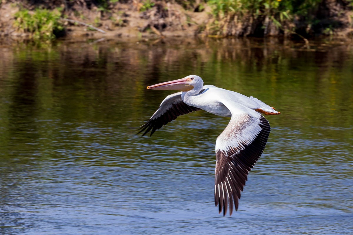 American White Pelican - ML300527121