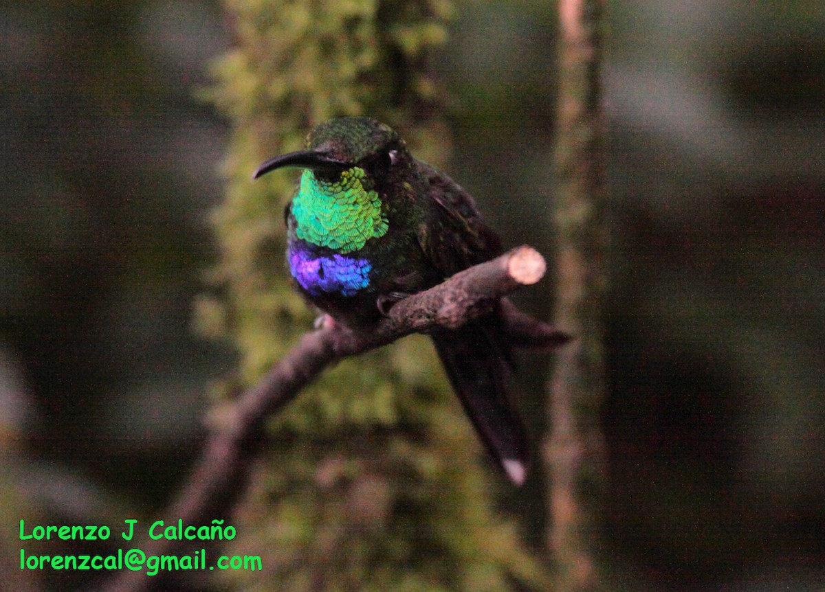 Violet-chested Hummingbird - ML300527171