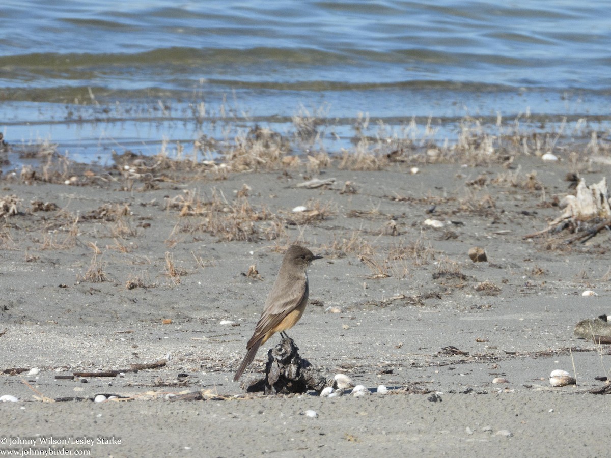 Say's Phoebe - ML300527371