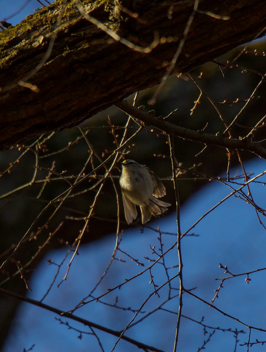 Golden-crowned Kinglet - ML300528071