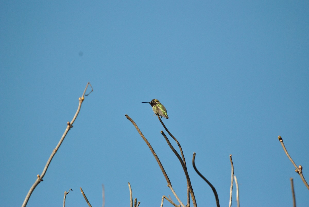 Anna's Hummingbird - ML300528091