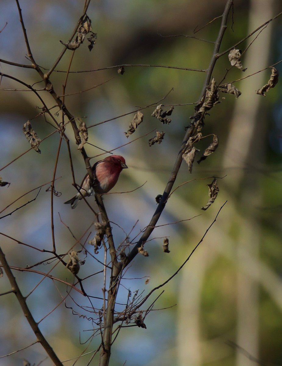 Purple Finch - ML300528311