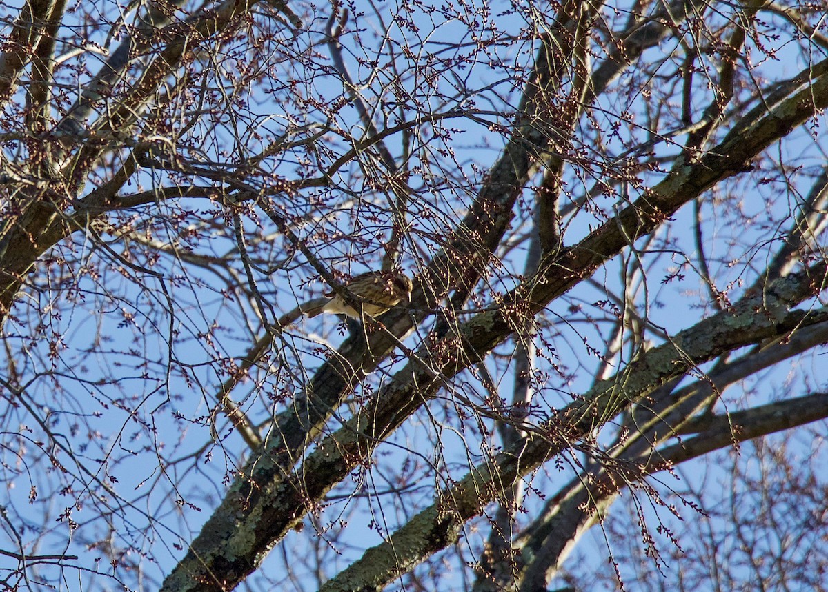 Purple Finch - ML300528391