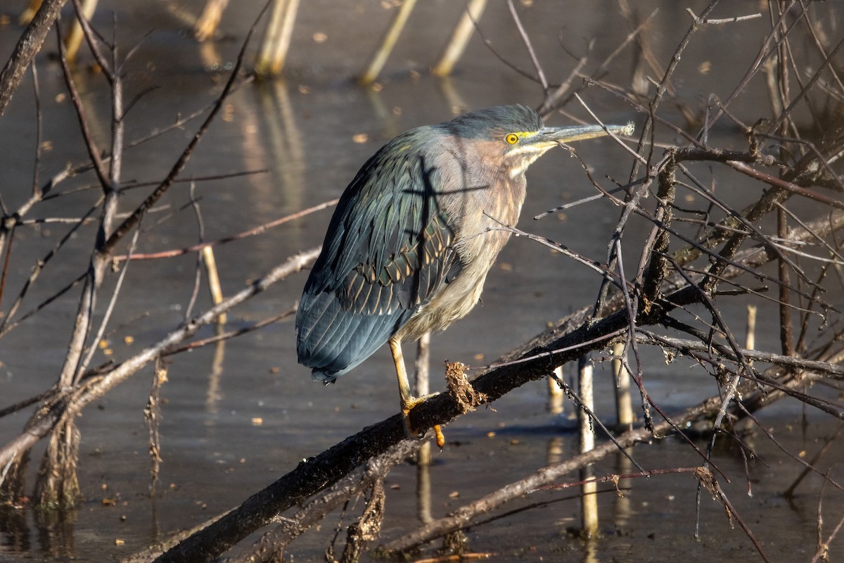 Green Heron - Dave Rodriguez