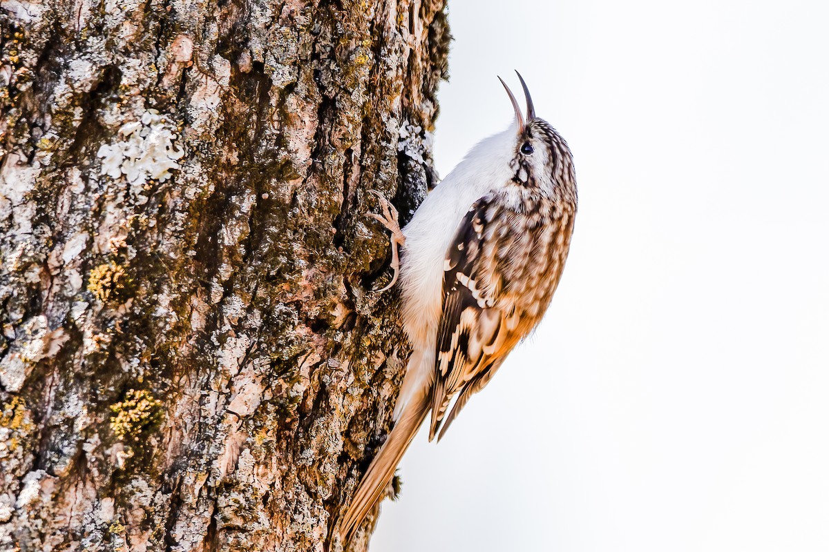 Brown Creeper - Matthew Plante