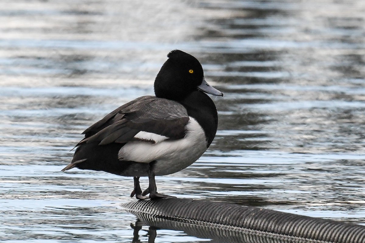 Tufted Duck x Greater Scaup (hybrid) - Aythya fuligula x Tufted Duck x Greater Scaup (hybrid) - Aythya fuligula x