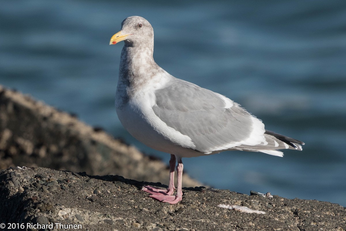 Glaucous-winged Gull - ML300529811