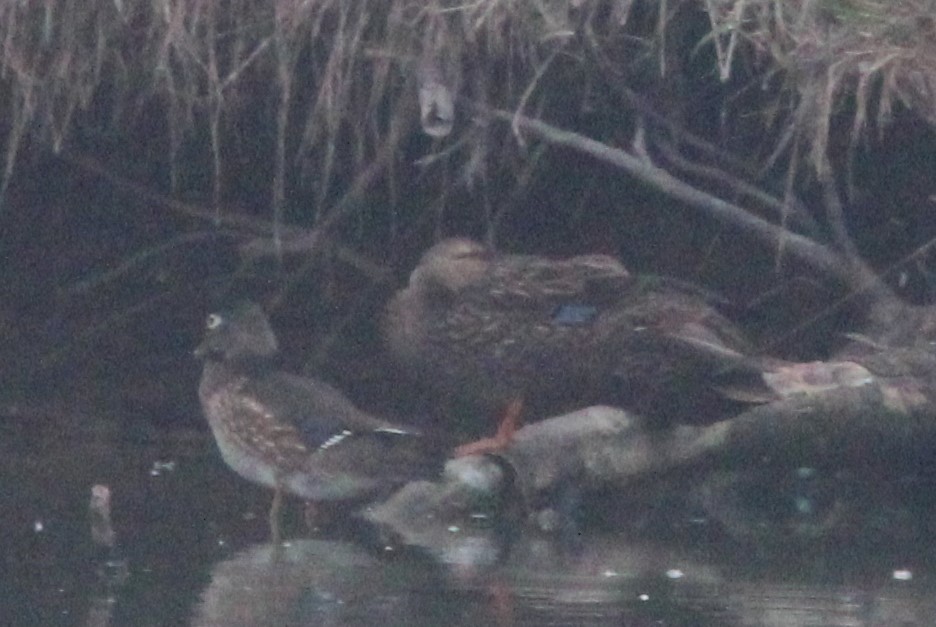 Wood Duck - ML300530261