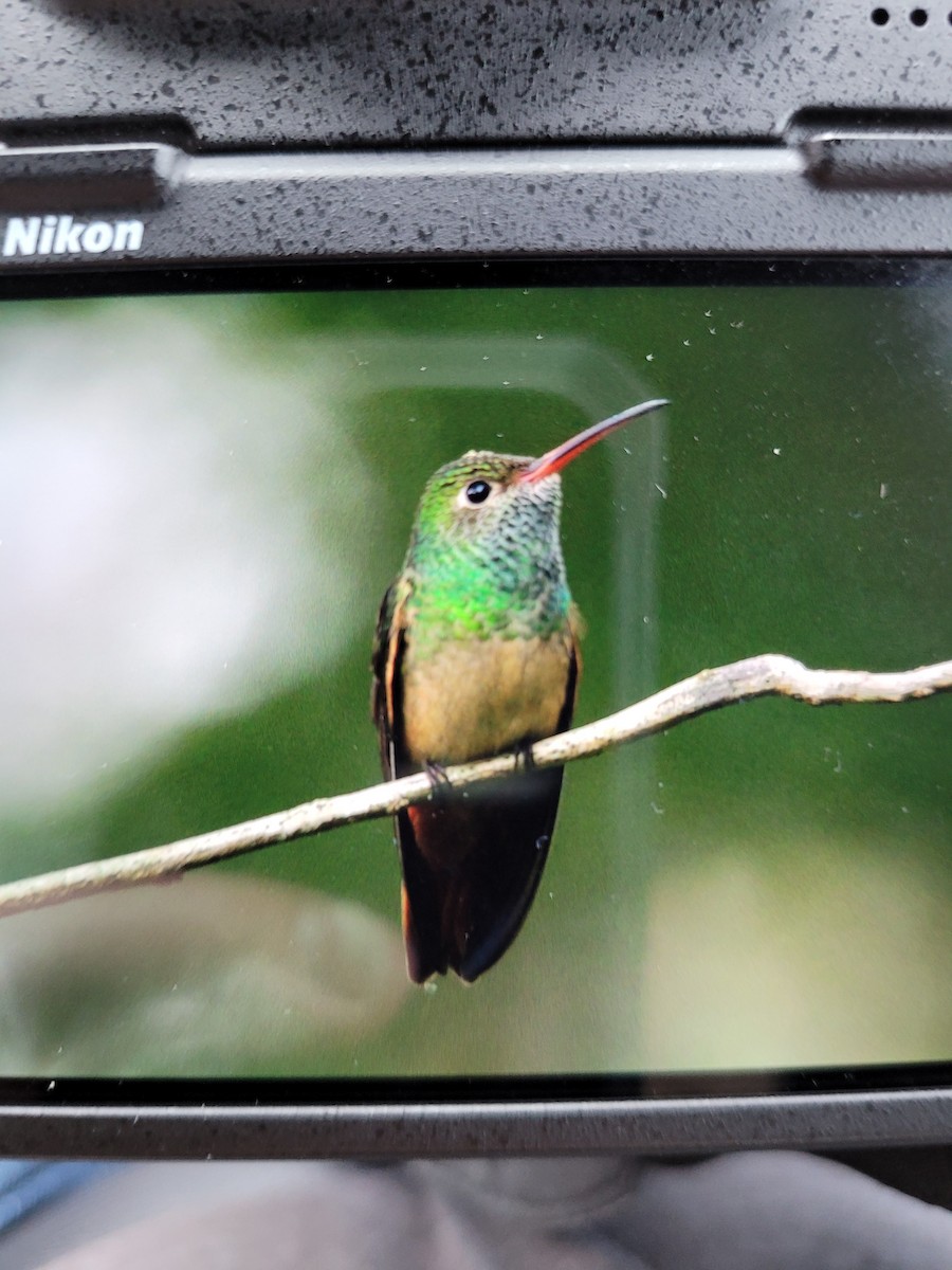 Buff-bellied Hummingbird - ML300531141