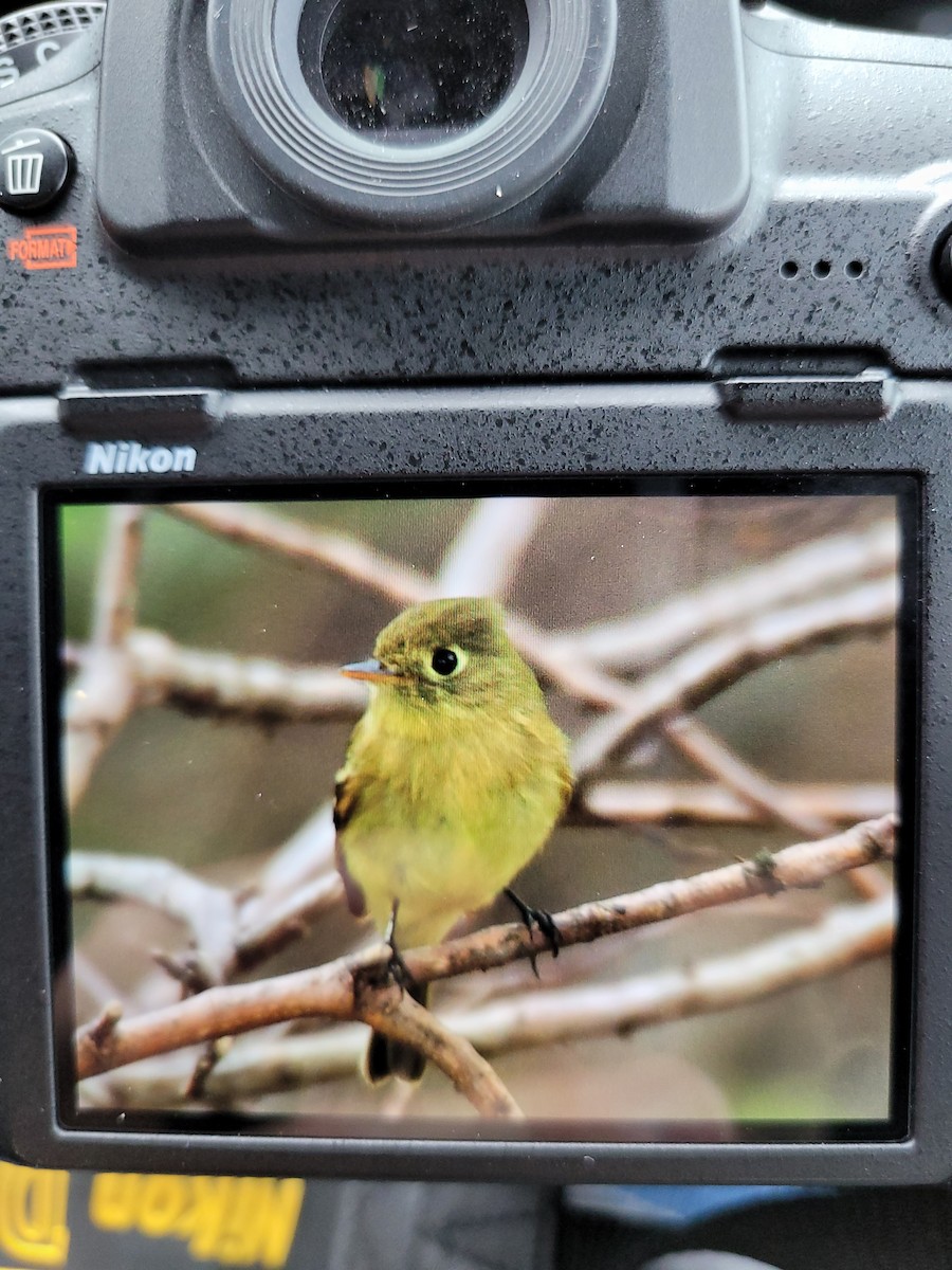 Western Flycatcher (Pacific-slope) - ML300531421