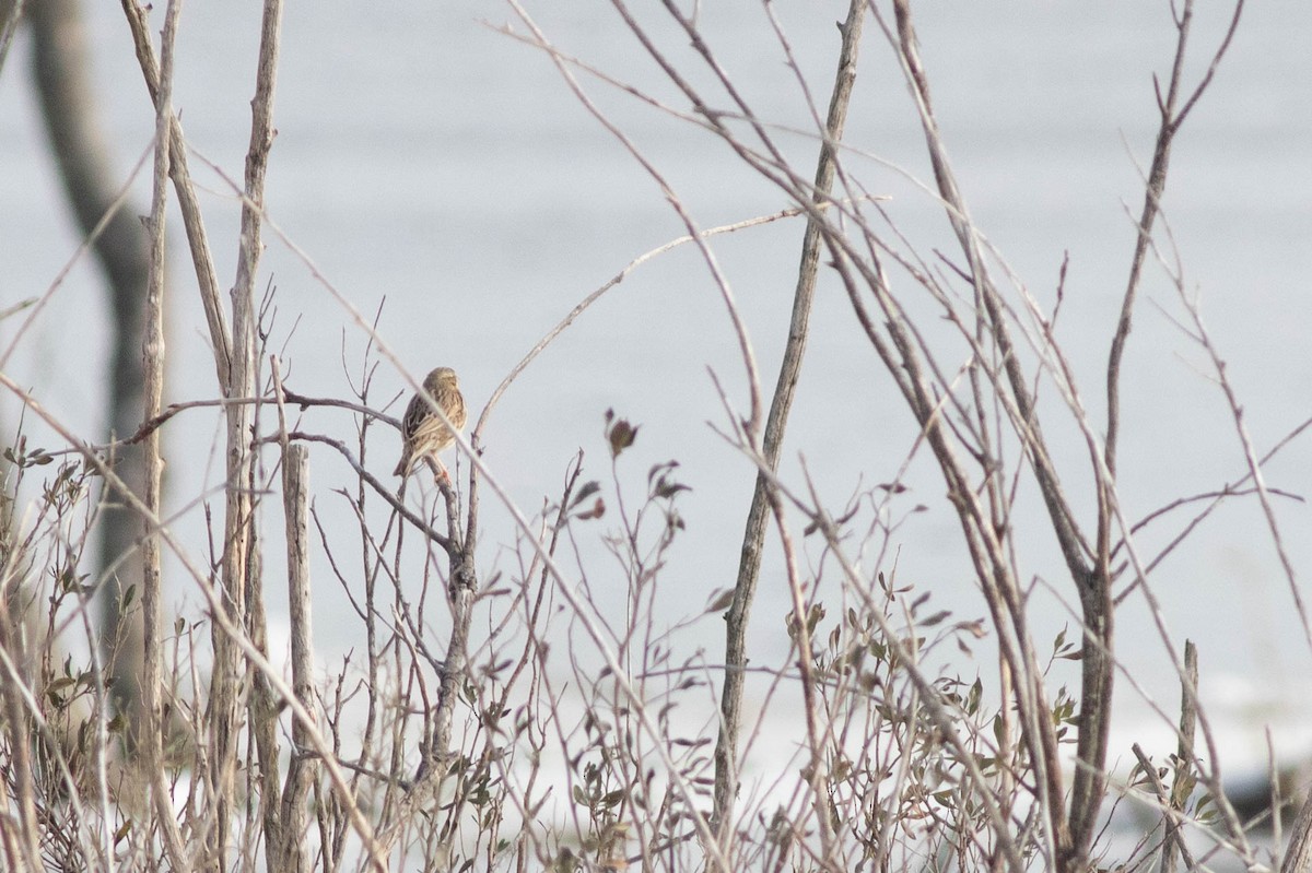 strnadec luční (ssp. princeps) - ML300532081