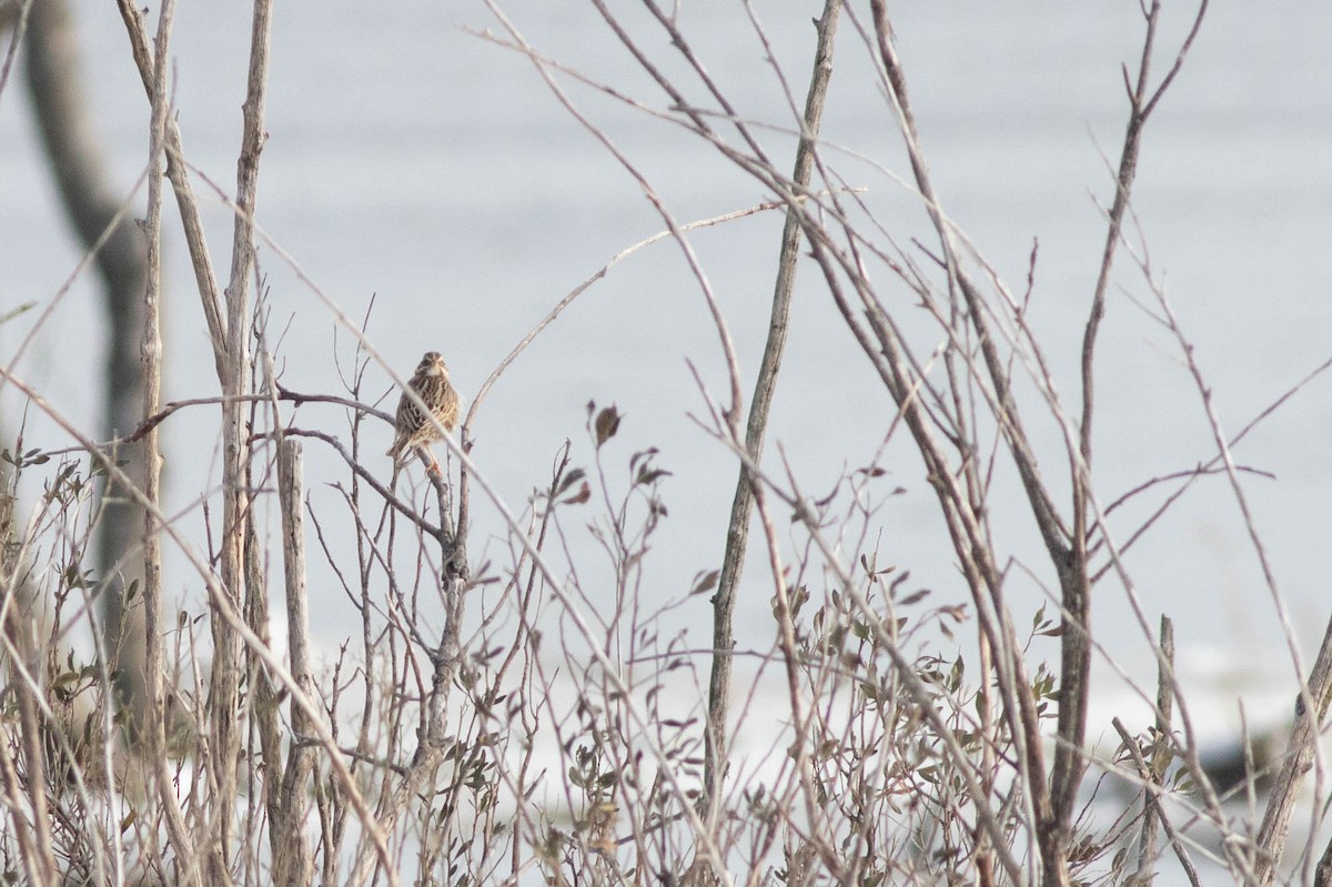 strnadec luční (ssp. princeps) - ML300532091