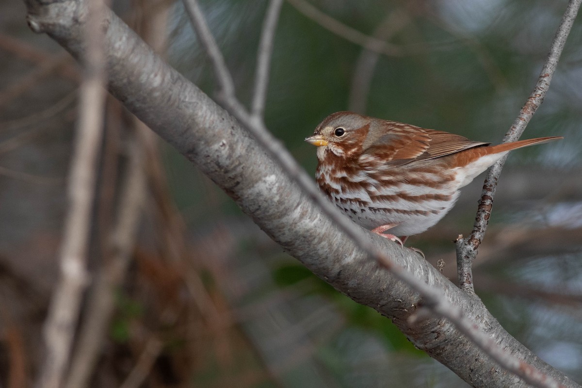 Fox Sparrow (Red) - ML300532591