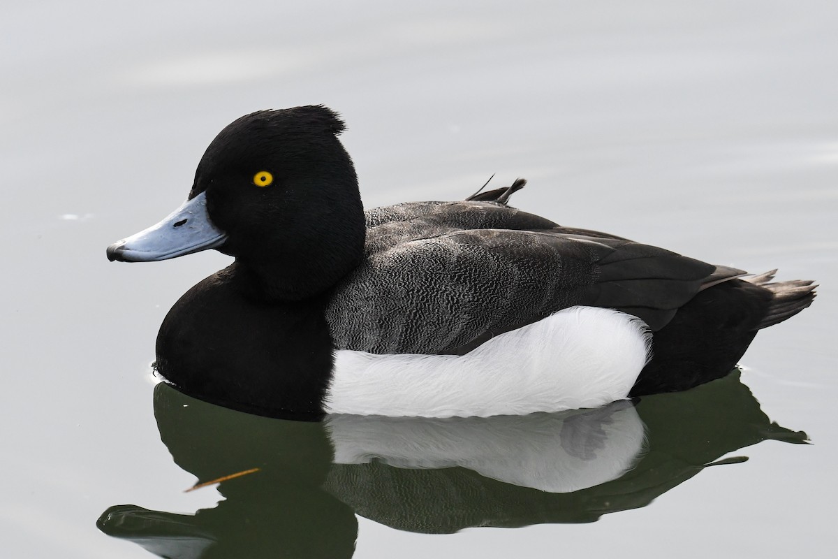 Tufted Duck x Greater Scaup (hybrid) - Maryse Neukomm