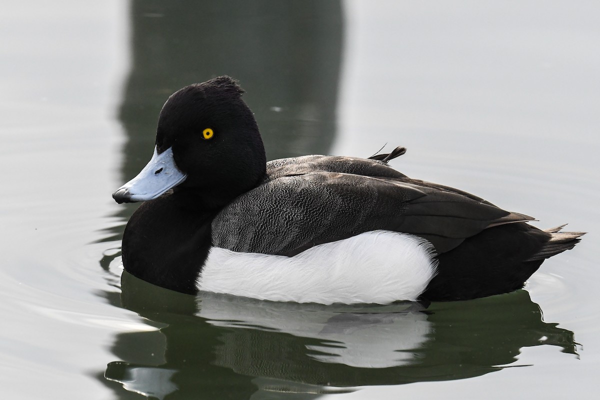 雑種 キンクロハジロ x スズガモ - eBird