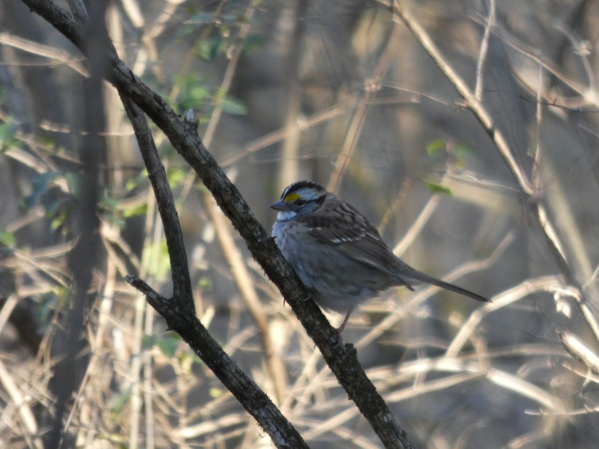 White-throated Sparrow - ML300535031