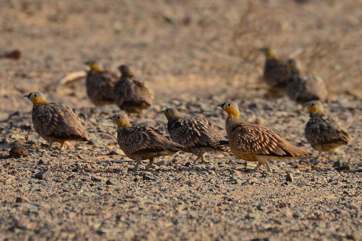 Crowned Sandgrouse - ML300537421