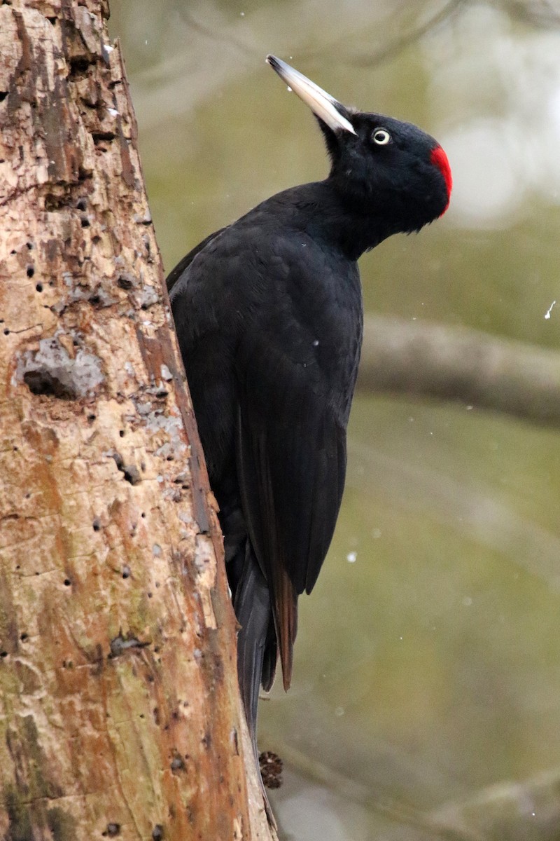 Black Woodpecker - ML300537531