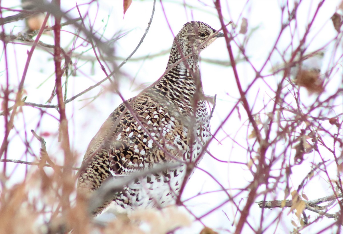 Sharp-tailed Grouse - ML300539681