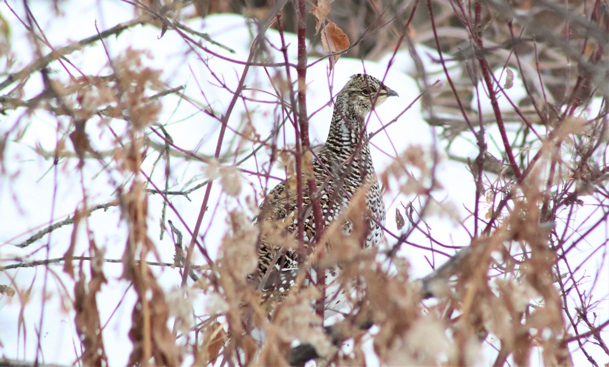 Sharp-tailed Grouse - ML300539691