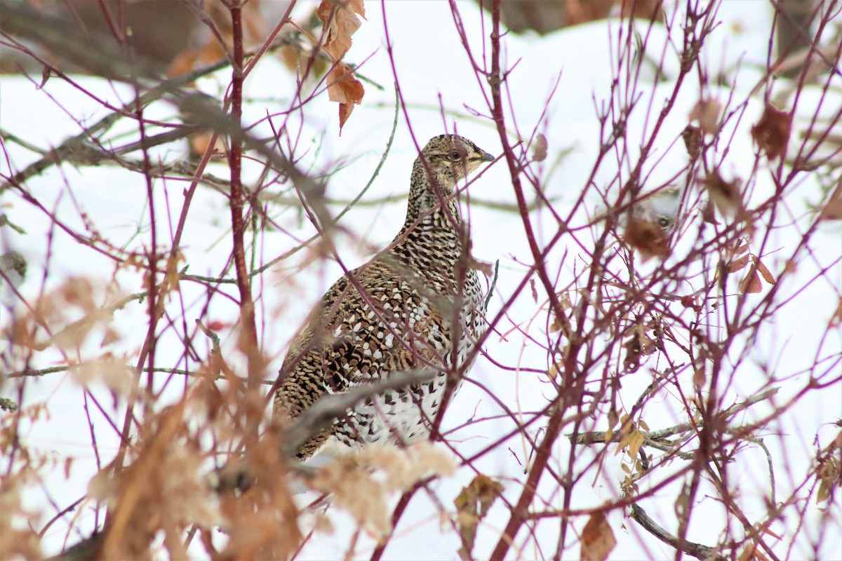 Sharp-tailed Grouse - ML300539731