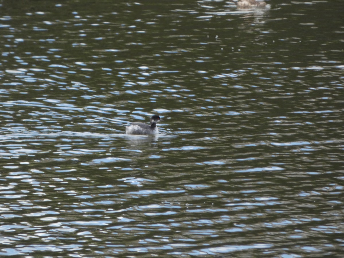 Eared Grebe - ML300543111