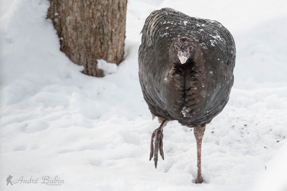 Wild Turkey - ML300543391
