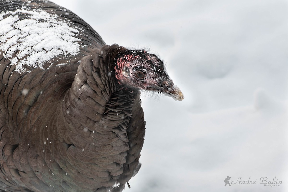 Wild Turkey - ML300543401