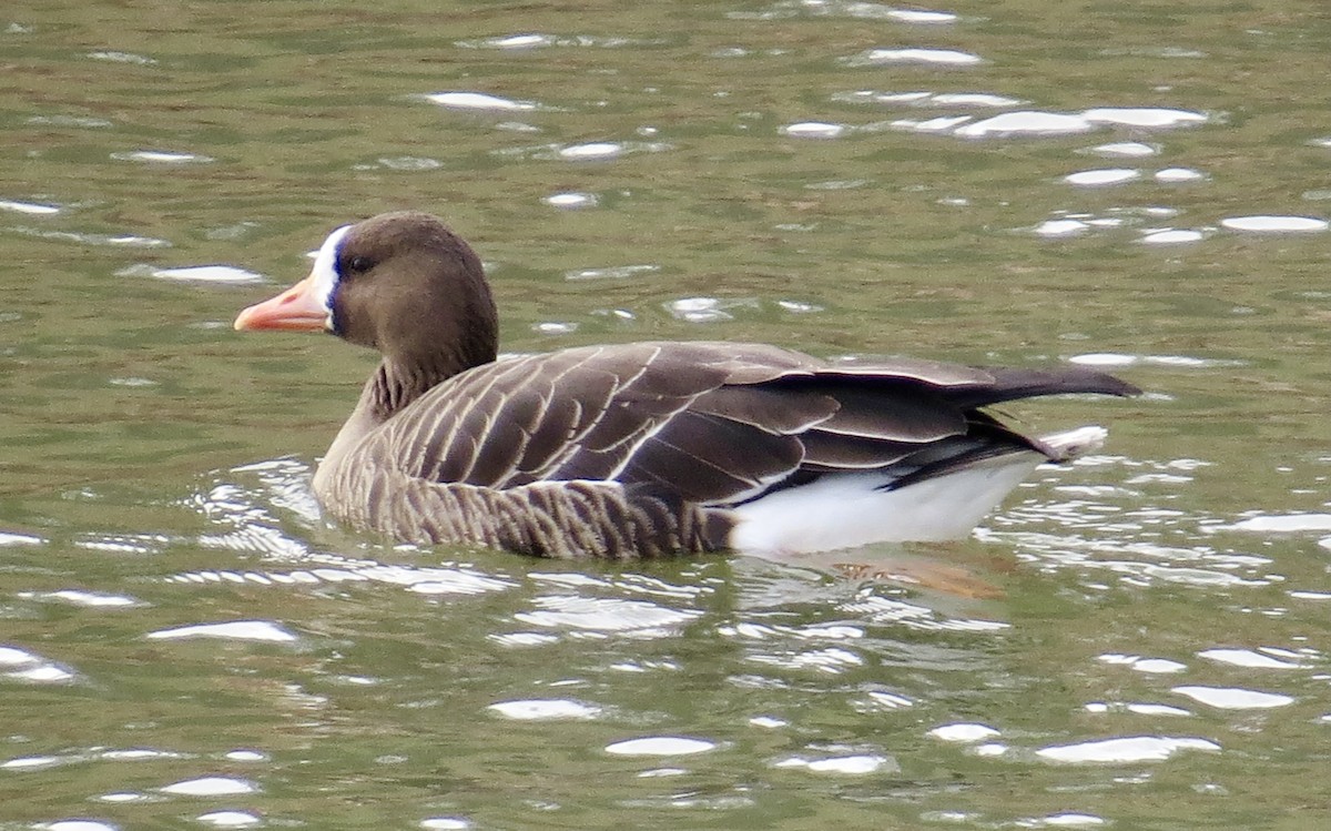 Greater White-fronted Goose - Karen Mammone