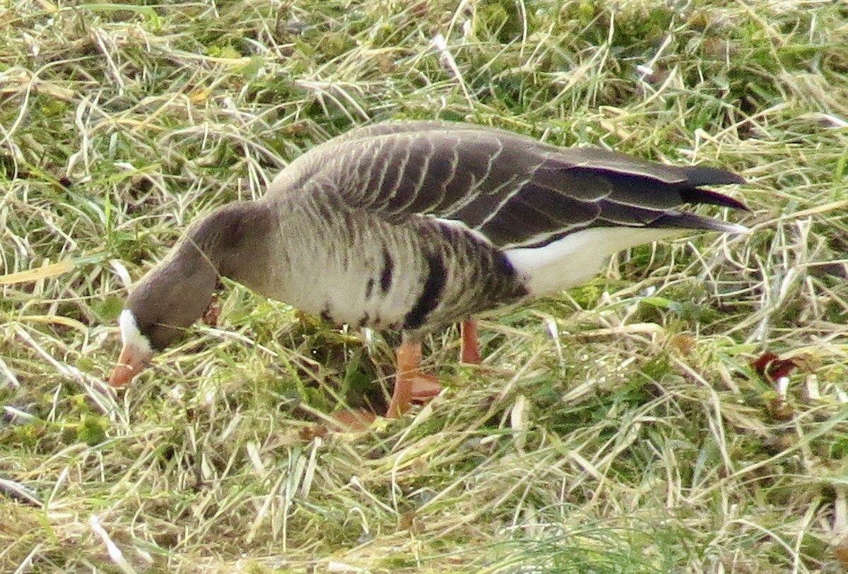 Greater White-fronted Goose - Karen Mammone