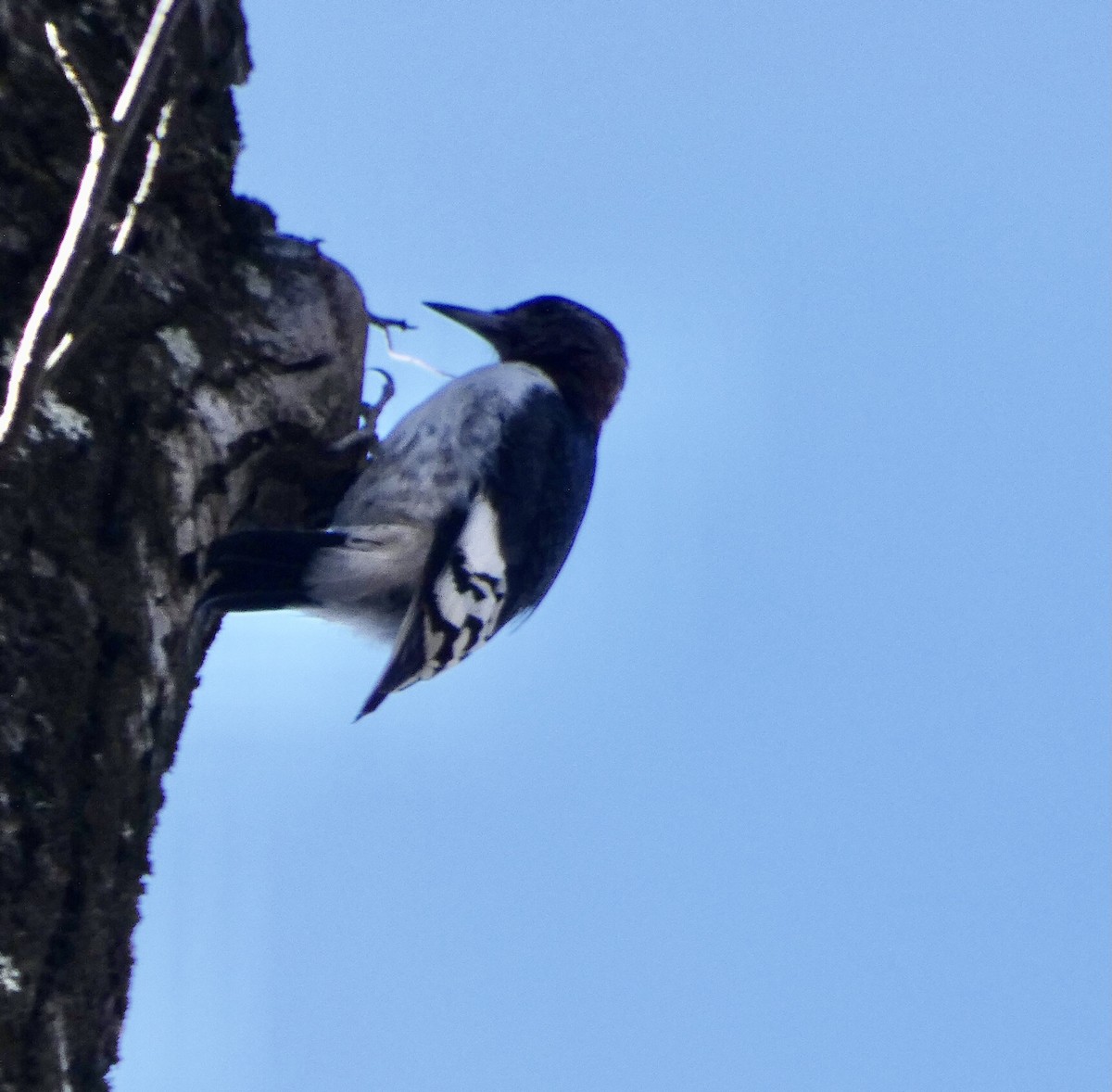 Red-headed Woodpecker - ML300544341