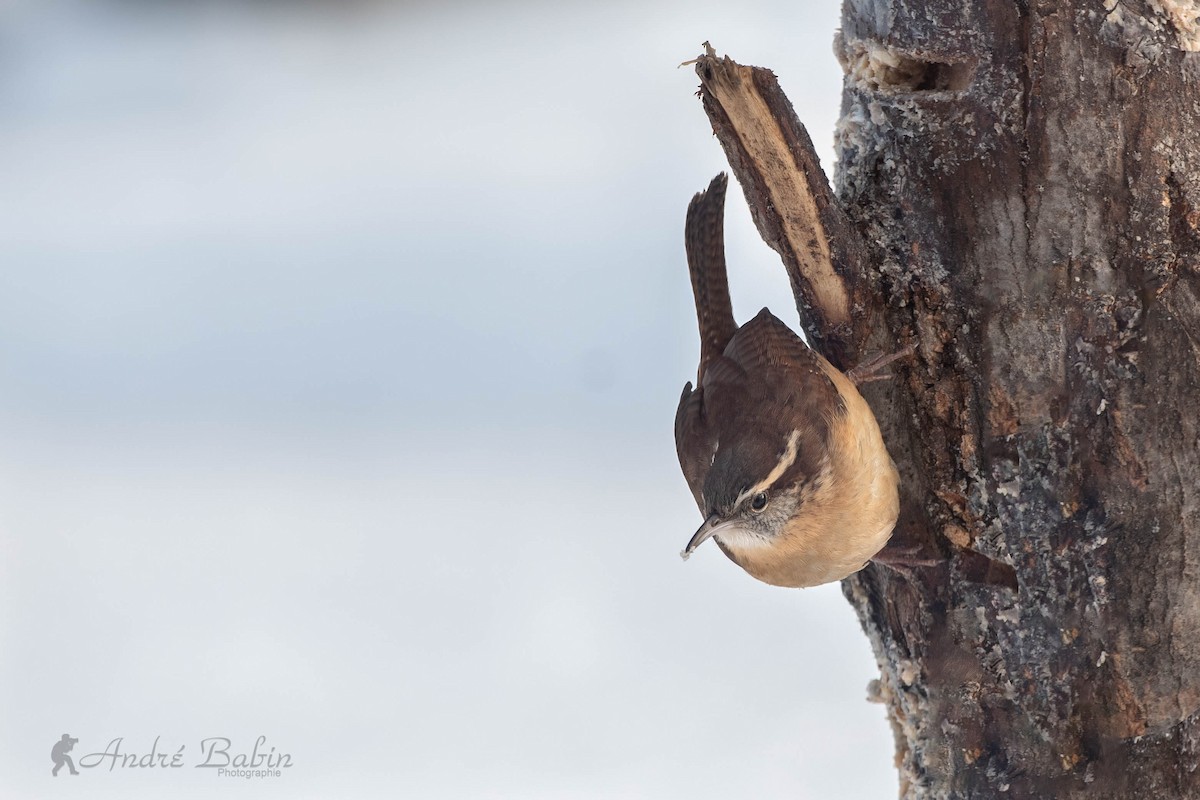 Carolina Wren - ML300548271