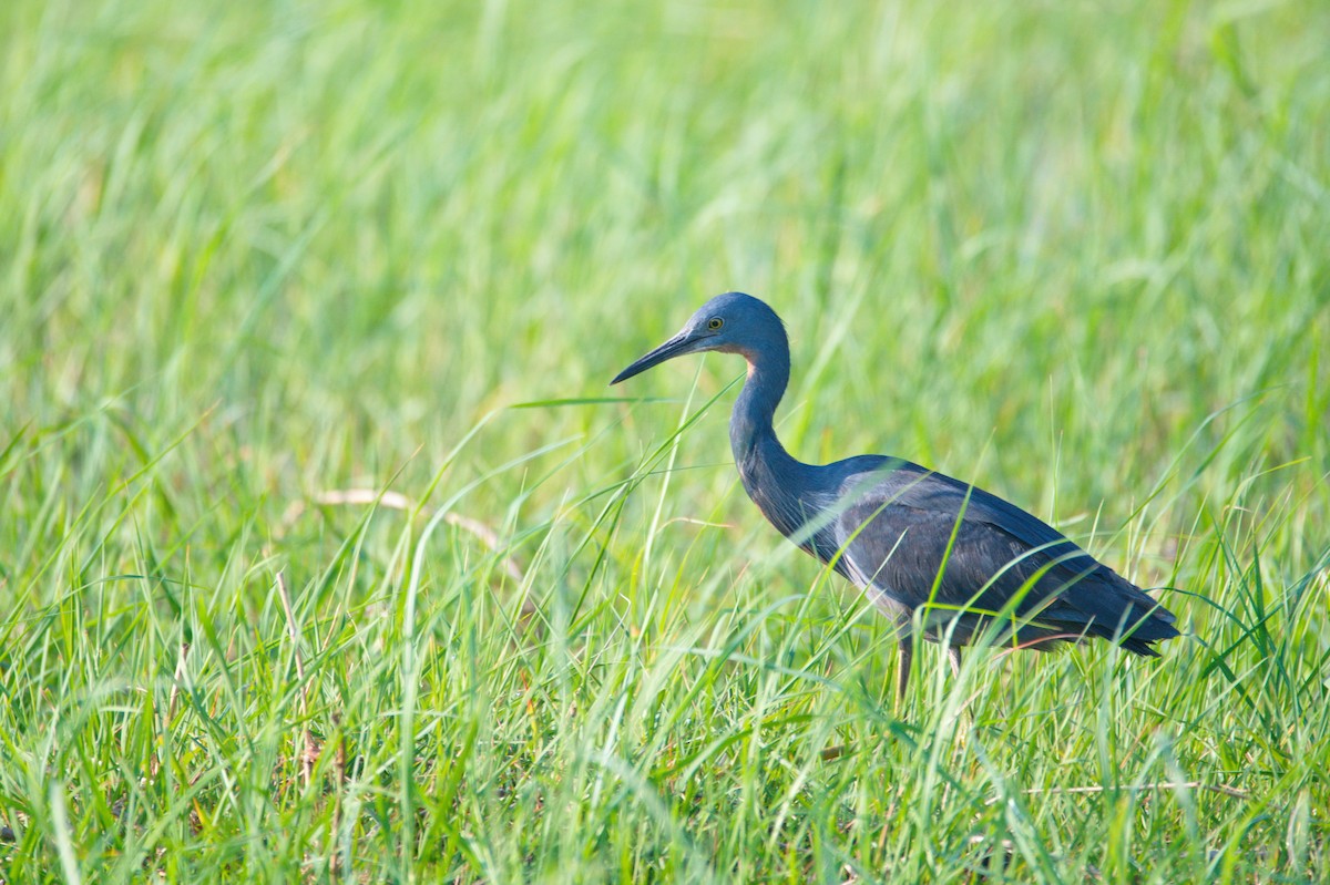 Slaty Egret - ML300548651