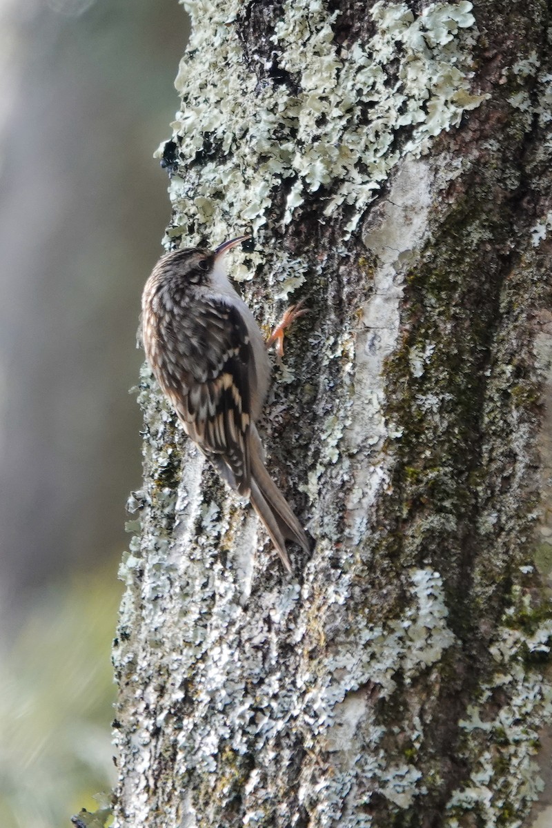 Brown Creeper - ML300549181