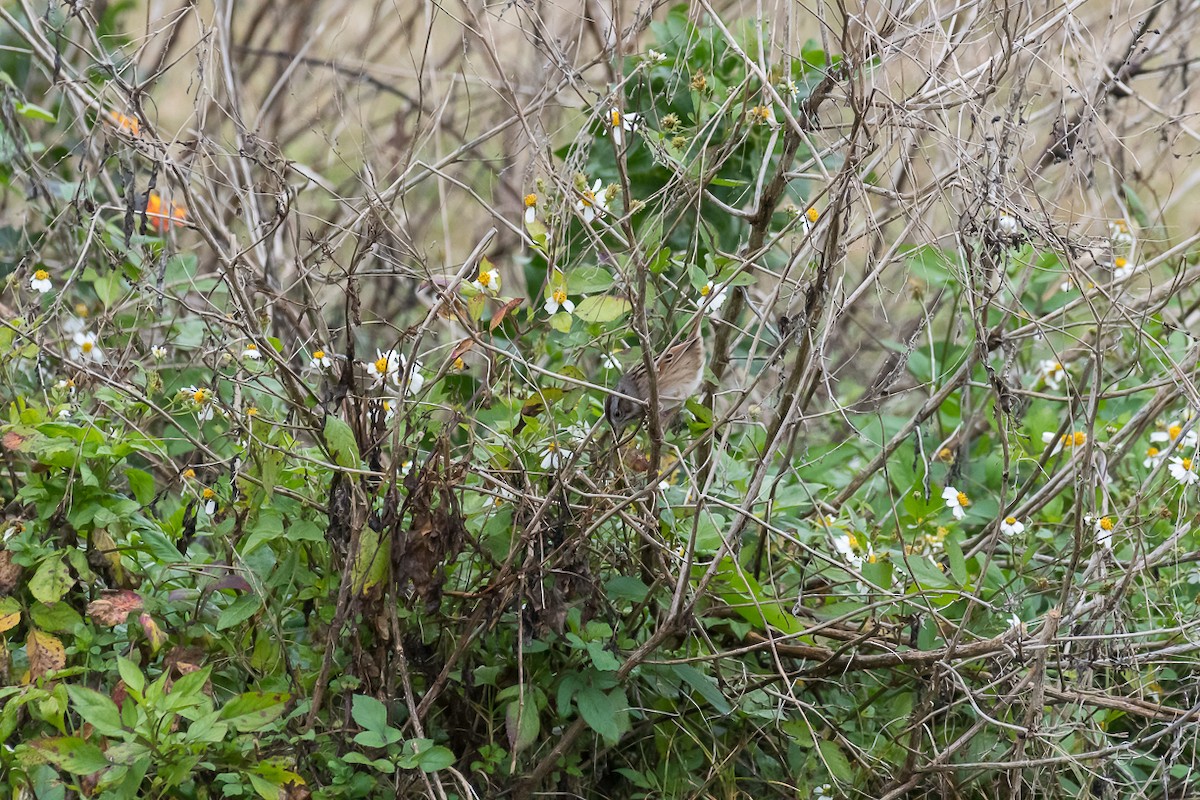 Swamp Sparrow - ML300551121